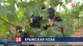 Уборка винограда началась в Крыму