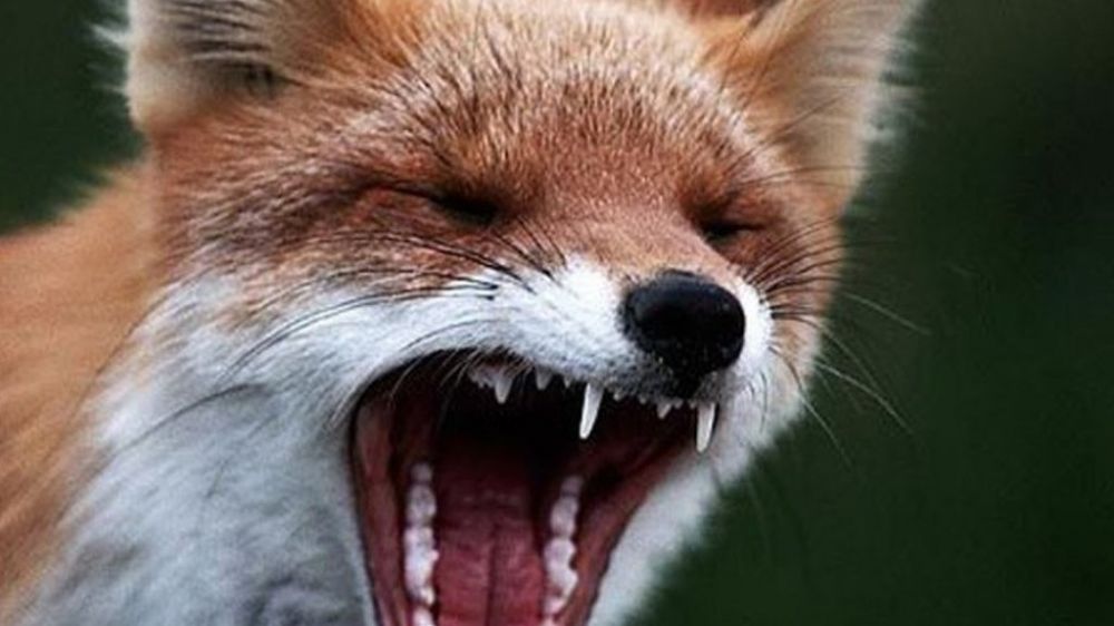 На территории Бахчисарайского района Республики Крым зарегистрирован случай бешенства лисы