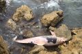 В Севастополе обнаружили мертвого дельфина с пластиковой бутылкой в пасти