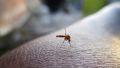Графеновая пленка для одежды спасет от комаров – эксперт