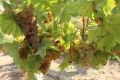 Более 5 тысяч тонн технических сортов винограда собрали в Севастополе