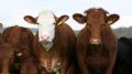 Специалистами отдела ветеринарии города Керчи и Ленинского района проведён рейд на предмет соблюдения требований профилактики и борьбы с лейкозом крупного рогатого скота