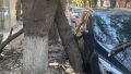 В центре Симферополя сухое дерево повредило автомобиль и многоэтажку