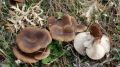 Меры профилактики отравлений грибами