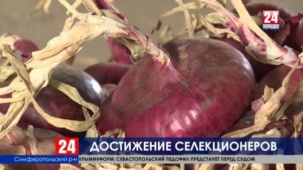 Достижение селекции: крымские учёные запатентовали новый сорт ялтинского лука