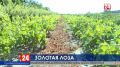 За 5 лет Крым получил свыше одного млрд субсидий на развитие виноградства