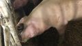 Государственные ветеринарные инспектора Белогорского района провели проверку  личных подсобных хозяйств по соблюдению ветеринарных правил по содержанию свиней