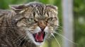 На территории п. Видное Красногвардейского района зарегистрирован случай бешенства безнадзорной кошки