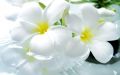 День благотворительности и милосердия «Белый Цветок» пройдёт в Симферополе