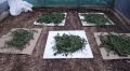 Полицейские изъяли 5 кг марихуаны и 68 кустов конопли у жителя Симферопольского района