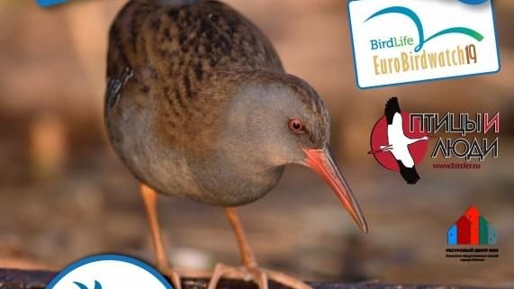           EuroBirdwatch 2019  