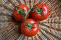Как выращивать помидоры в холода