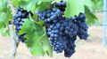 Андрей Рюмшин: Крымскими аграриями убрано более 95% площади виноградников республики