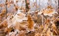 Морозно и без осадков: какой будет погода в Симферополе 1 ноября