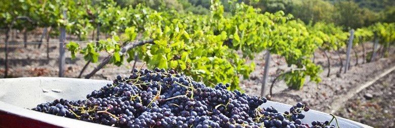 По итогам уборочной компании «Массандра» собрала почти 17 тыс. тонн винограда