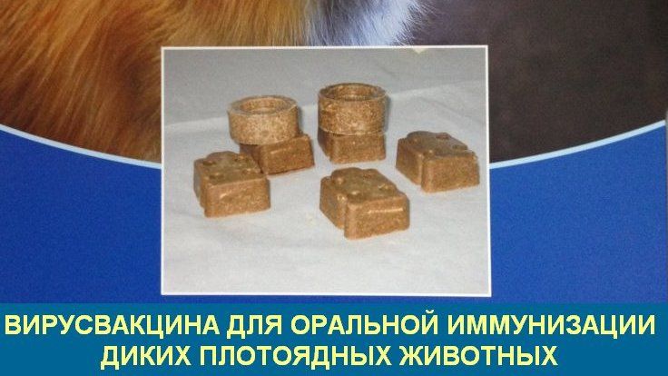 Специалистами Госкомветеринарии Крыма проведена раскладка вакцины для оральной иммунизации диких плотоядных животных против бешенства в охотничьих угодиях Раздольненского района