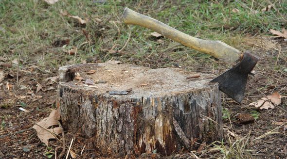 Два судакских лесника заплатят по 110 тыс руб штрафа за незаконный сбыт древесины