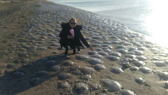 Тысячи медуз выбросило на крымское побережье после шторма  - фотофакт