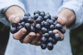 В Севастополе заложат рекордное количество нового винограда