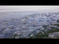 Тысячи медуз выбросило на крымское побережье. Эксклюзивное видео