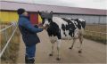 Будущее наступило: российским коровам выдали VR-очки — теперь они пасутся на виртуальном поле