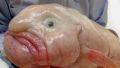 Рыба-"Ждун" испугала Интернет