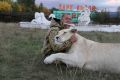 Стали известны главные претензии властей к работе парка львов «Тайган» и зоопарка «Сказка» в Крыму