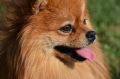 Немецкий шпиц стал самой популярной породой собак в России