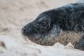 В Крыму обеспокоены судьбой тюленя-обитателя «Тайгана»