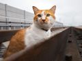 Что будет с котом Мостиком и чайкой Валерой после завершения строительства Крымского моста?