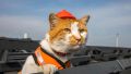 "Холостяк и карьерист": что будет с котом-талисманом Крымского моста