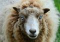 Сотни овец и миллионы рублей: в Крыму главбух наворовала на два года тюрьмы