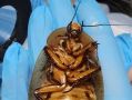 В России спасли жизнь гигантскому... таракану