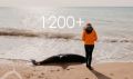 Центр «Безмятежное море»: за 2,5 года зарегистрированы 1200 выбросов краснокнижных дельфинов