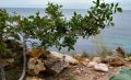 Вырубку краснокнижных деревьев будут согласовывать с Севастополем