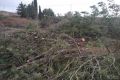 Вырубку краснокнижных деревьев в Севастополе приостановили