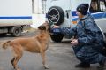 МВД исполнило детскую мечту: девочка из Джанкоя стала «хозяйкой» полицейских собак