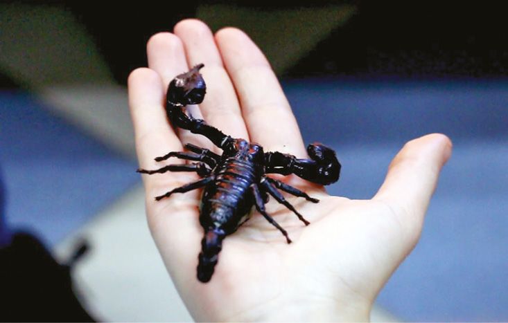 Как содержать скорпиона в качестве домашнего животного - Лента новостей  Крыма