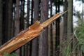 Вандалы в Севастополе уничтожили молодые деревья на Сапун-горе