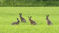 В Джанкойском районе поймали браконьера – устроил сафари.. на зайцев
