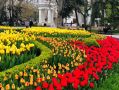 На клумбах Севастополя в апреле появятся новые сорта тюльпанов