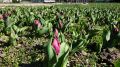  «Парад тюльпанов» в Никитском Ботаническом саду впервые проводится виртуально