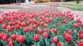 В Никитском ботаническом саду стартовал виртуальный парад тюльпанов