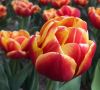 В Никитском саду начался виртуальный Парад тюльпанов