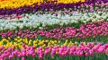 Парад тюльпанов в Никитском ботаническом саду открыт виртуально
