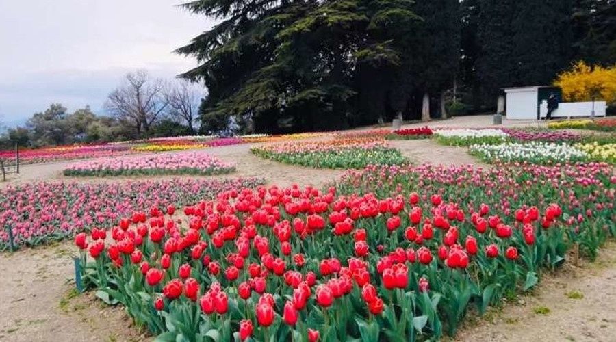 Виртуальный Парад тюльпанов стартовал в Никитском ботаническом саду
