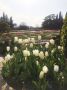 В Никитском ботаническом саду стартовал виртуальный Парад тюльпанов