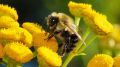 Минимущество Крыма предоставит в аренду земельный участок для ведения пчеловодства