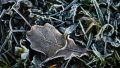 Засуха и сильные заморозки: погибнет ли урожай в Крыму - эксперт