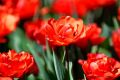 В Никитском ботаническом саду выберут Генерала Парада тюльпанов-2020. Народным голосованием